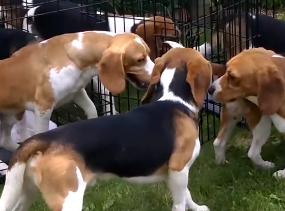 38 Beagles Rescued 38 Beagles Rescued